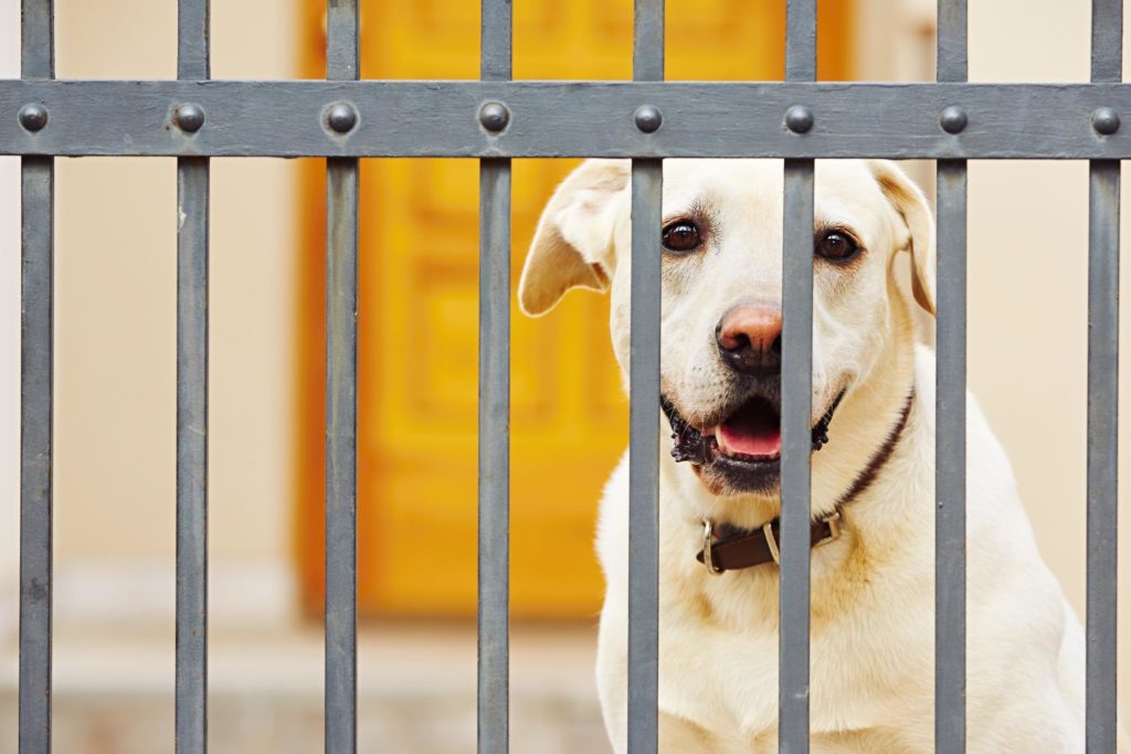 a on the metal fence dog staring