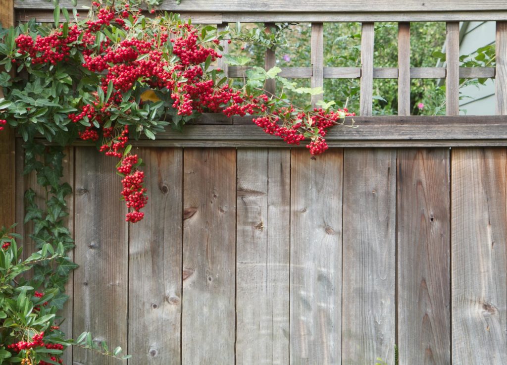 a wooden fence with plants on the side